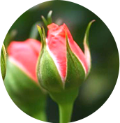 お試しメンバー