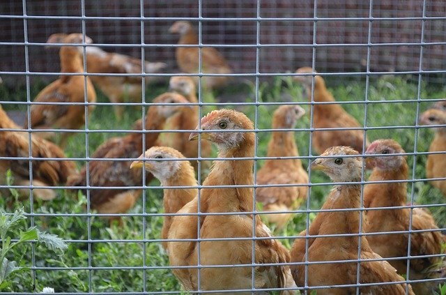 山羊座28度のサビアンシンボル【大きな鳥小屋】A large aviary