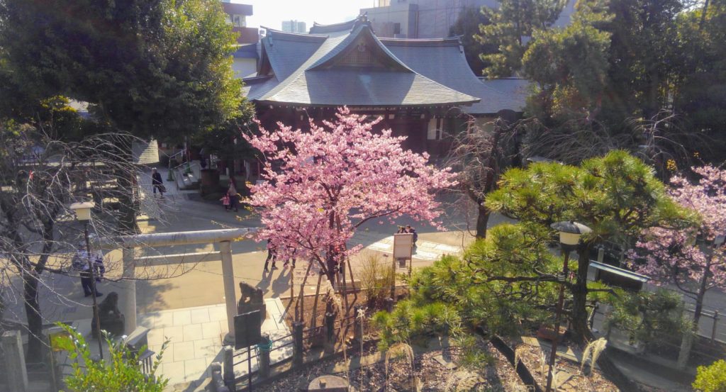 富士塚から見た鳩森神社