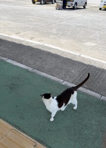 久高島で最初に迎えてくれた島の猫
