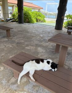 久高島の猫