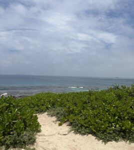 久高島:緑が力強く生い茂る道を抜け、浜辺へ出る