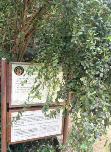 人を寄せつけない静けさ、フボー御嶽